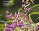 Hermit Thrush on Beautiful Purple Berry Bush