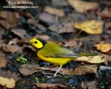 Hooded Warbler