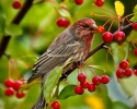 House Finch Male