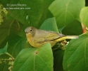 Nashville Warbler
