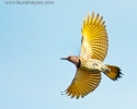 Northern Flicker
