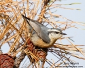 Red-breasted Nuthatch