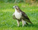 Red-tailed Hawk Juvenile