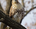Red-tailed Hawk