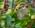 Rose-breasted Grosbeak Female