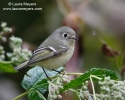 Ruby-crowned Kinglet