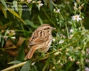 Song Sparrow with Flower