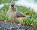 Tufted- titmouse