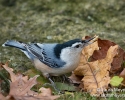 White-breasted Nuthatch