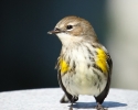 Yellow-rumped Warbler Adult Female