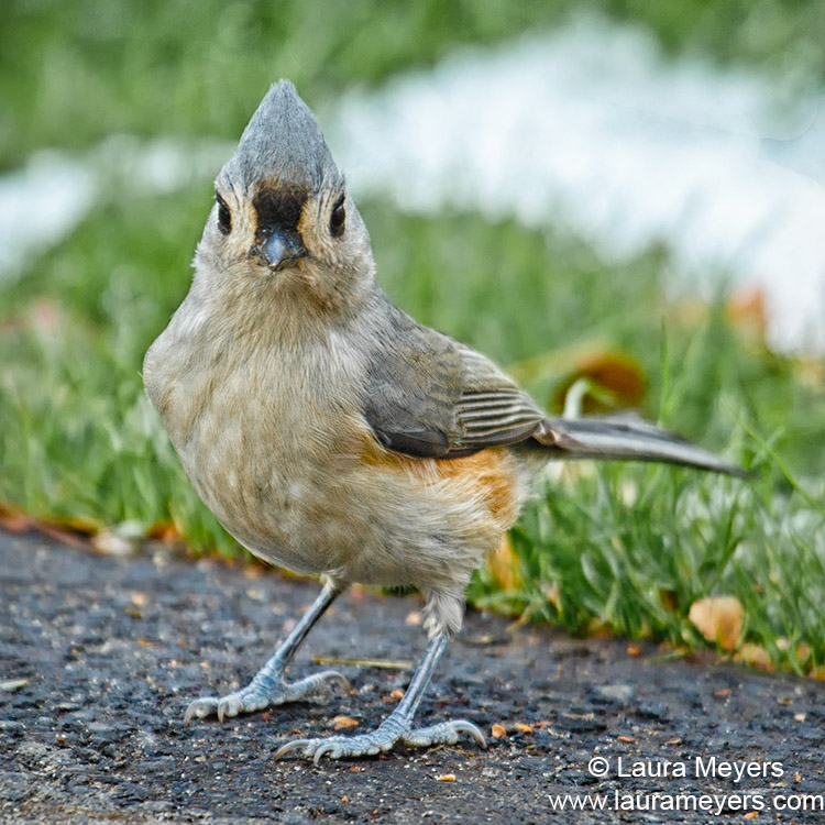 Tufted- titmouse