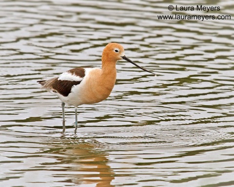 American Avocet Breeding Plumage