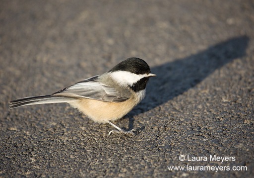 Black-capped Chickadee