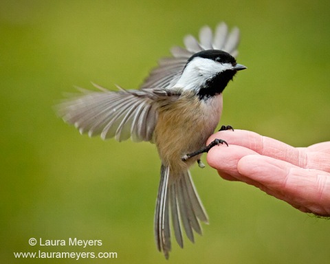 Black-capped Chickadee on Hand