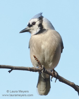 Blue Jay