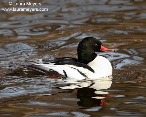 Common Merganser Male