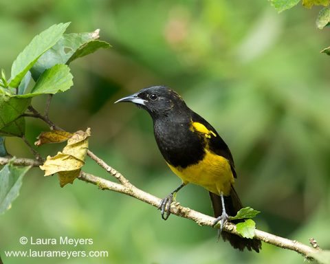 Black-cowled Oriole