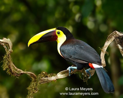 Chestnut-mandibled Toucan
