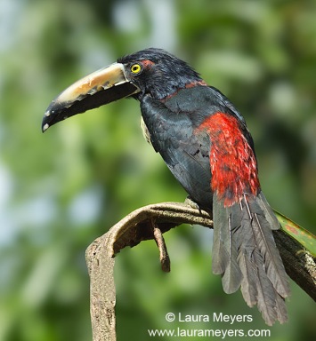 Collared Aracari