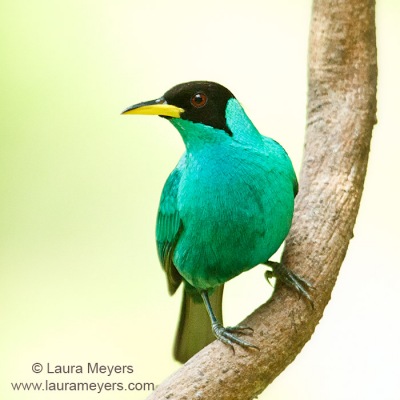 Green Honey-Creeper Male