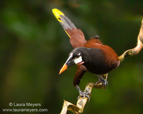 Montezuma Oropendola