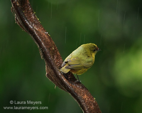 Olive-backed Euphonia Female