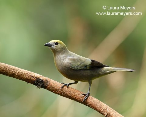 Palm Tanager