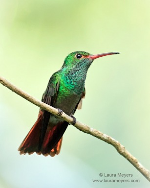 Rufous-tailed Hummingbird