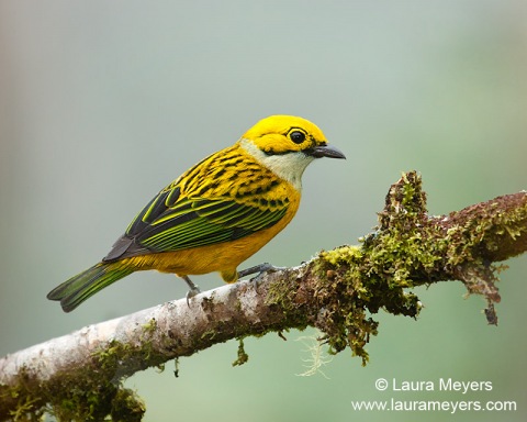 Silver-throated Tanager