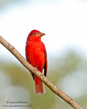 Summer Tanager