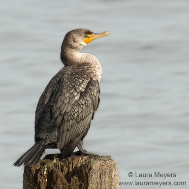 Juvenile Double-Crested Cormorant