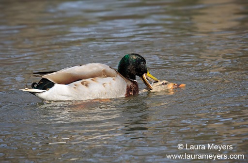 Mallard Ducks Copulating
