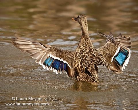 Female Mallard Duck with Wings Open