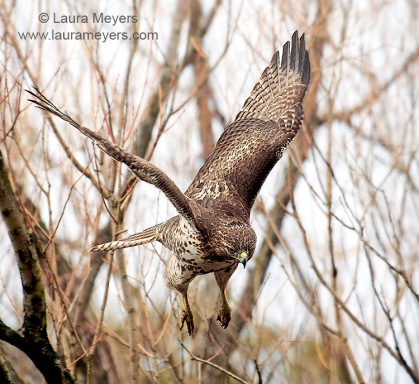 Red-tailed Hawk Taking Off