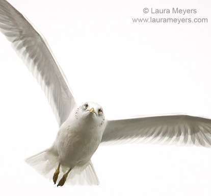 Ring-billed Gull in Flight