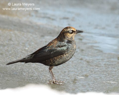 Rusty Blackbird Male Nonbreeding