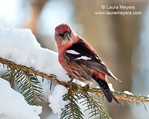 White-winged Crossbill Male