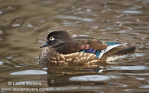 Wood Duck Female