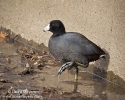 American Coot