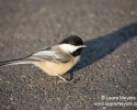 Black-capped Chickadee