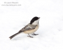 Black-capped Chickadee in Snow