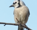 Blue Jay