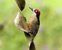 Black-cheeked Woodpecker Male