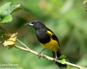 Black-cowled Oriole