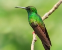 Bronze-tailed Plumeteteer Hummingbird