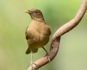 Clay-colored Thrush