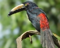 Collared Aracari