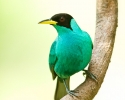 Green Honey-Creeper Male
