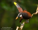 Montezuma Oropendola