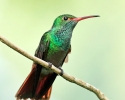 Rufous-tailed Hummingbird